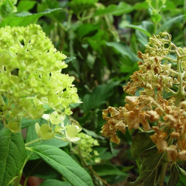 The stem can have a brown discoloration below the bark extending above the soil line. The causal agent is P. nicotiana is usually introduced into a nursery on unrooted or rooted cuttings, and container stocks.